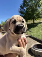 Melvin , a male Cane Corso for sale in Frankfort, KY – 4 of 4