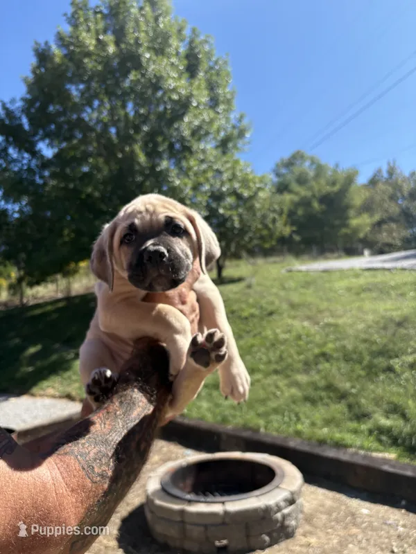 Matilda  – Cane Corso puppy for sale in Frankfort, KY