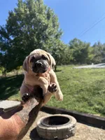 Matilda , a female Cane Corso for sale in Frankfort, KY – 1 of 4