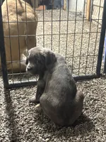 Maggie , a female Cane Corso for sale in Frankfort, KY – 5 of 6