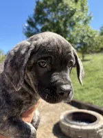 Max, a male Cane Corso for sale in Frankfort, KY – 2 of 3