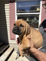 Mack, a male Cane Corso for sale in Frankfort, KY – 4 of 4