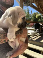 Merrick, a male Cane Corso for sale in Frankfort, KY – 2 of 5