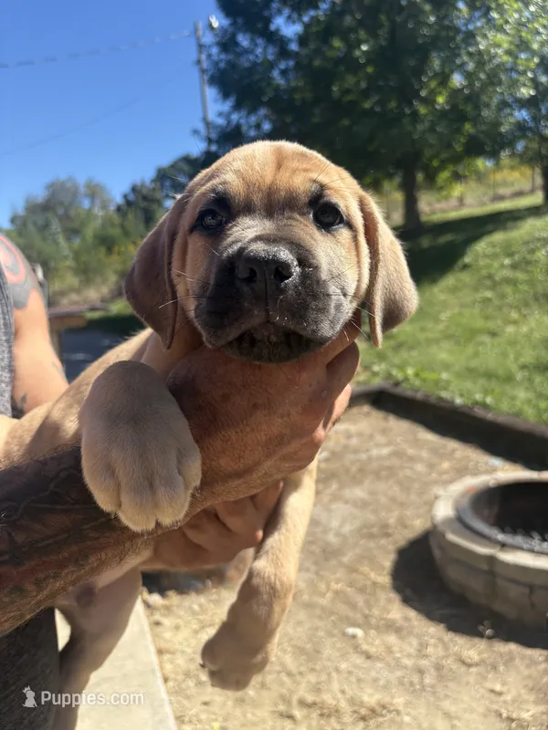 Maddox – Cane Corso puppy for sale in Frankfort, KY