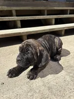 Mash, a male Cane Corso for sale in Frankfort, KY – 4 of 4