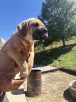 Maddox, a male Cane Corso for sale in Frankfort, KY – 3 of 3