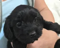 Black male, a male Cavapoo for sale in Denver, CO – Photo 4 of 4