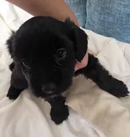 Black male, a male Cavapoo for sale in Denver, CO – Photo 3 of 4