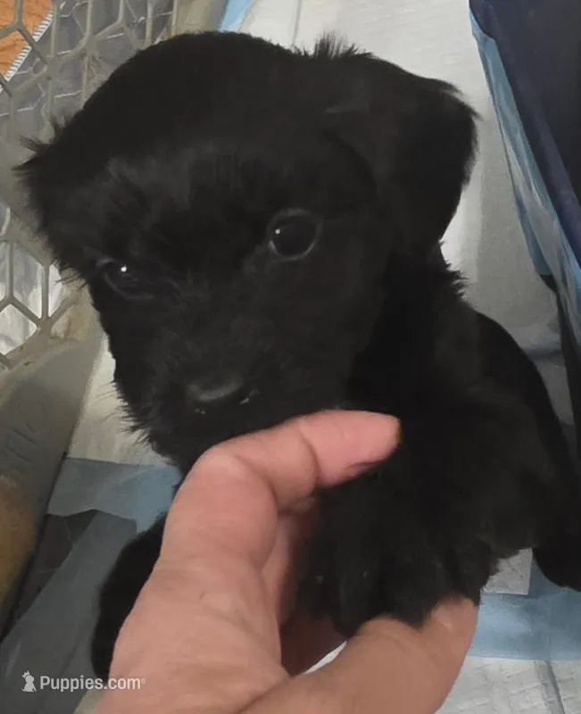 Black male – Cavapoo puppy for sale in Denver, CO