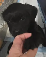 Black male, a male Cavapoo for sale in Denver, CO – Photo 1 of 4