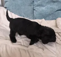 Black male, a male Cavapoo for sale in Denver, CO – Photo 2 of 4