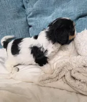 tricolored male, a male Cavapoo for sale in Denver, CO – Photo 2 of 4