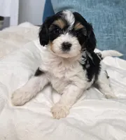 tricolored male, a male Cavapoo for sale in Denver, CO – Photo 1 of 4