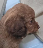 Red female, a female Cavapoo for sale in Denver, CO – Photo 2 of 4