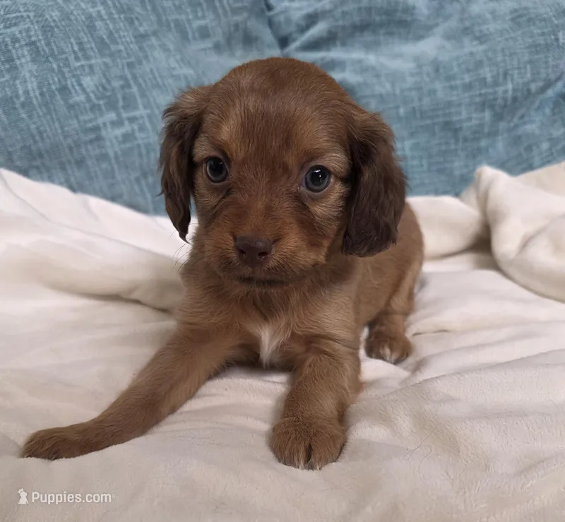 Red female – Cavapoo puppy for sale in Denver, CO