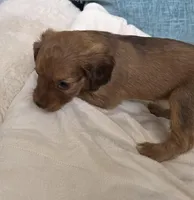 Red female, a female Cavapoo for sale in Denver, CO – Photo 3 of 4