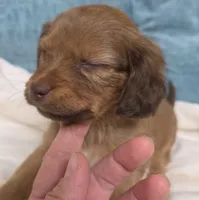 Red female, a female Cavapoo for sale in Denver, CO – Photo 4 of 4