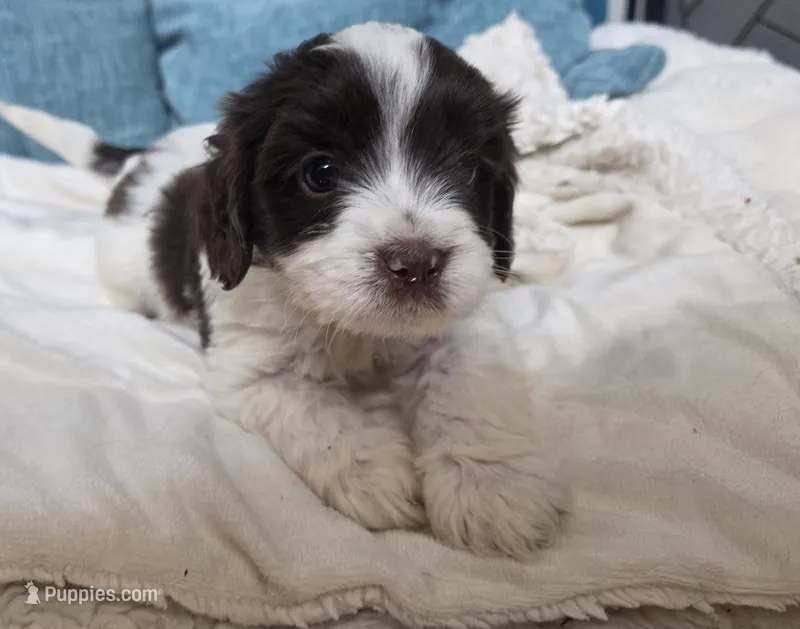 white and brown male – Cavapoo puppy for sale in Denver, CO