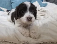 white and brown male, a male Cavapoo for sale in Denver, CO – Photo 1 of 3