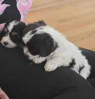 white and brown male, a male Cavapoo for sale in Denver, CO – Photo 2 of 3