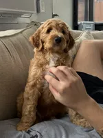 Cooper, a male Goldendoodle for sale in West Palm Beach, FL – 1 of 7
