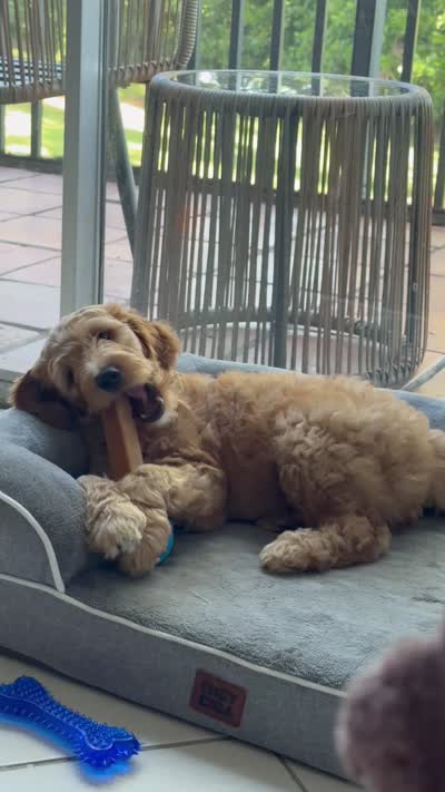 Cooper, a male Goldendoodle for sale in West Palm Beach, FL – 7 of 7