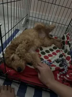 Cooper, a male Goldendoodle for sale in West Palm Beach, FL – 6 of 7