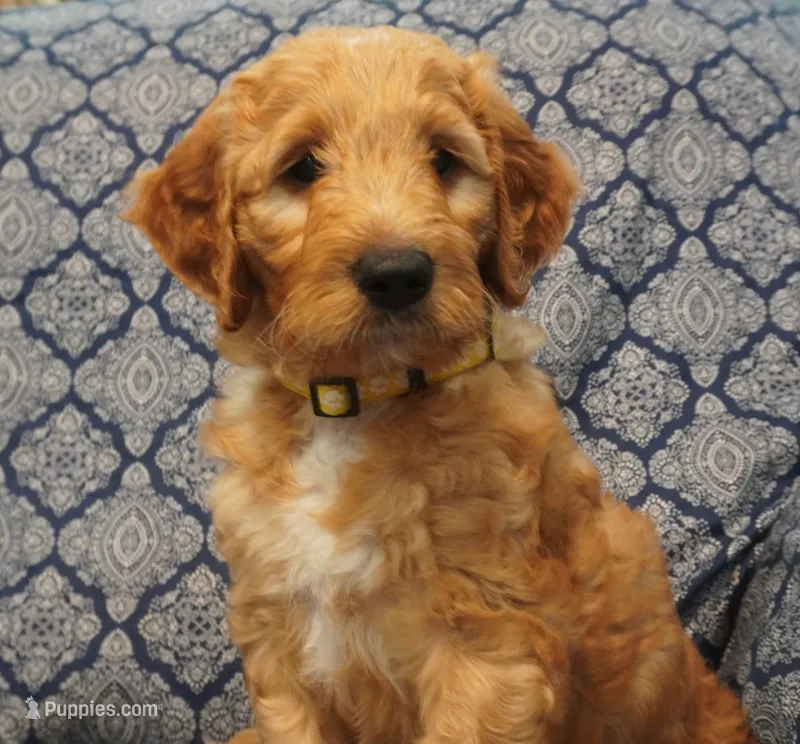 Cooper – Goldendoodle puppy for sale in West Palm Beach, FL