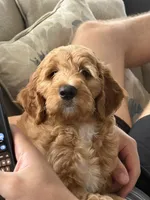 Cooper, a male Goldendoodle for sale in West Palm Beach, FL – 3 of 7