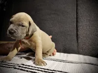 Ketchup , a male Cane Corso for sale in Hollister, CA – 4 of 4