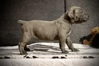 Bologna the runt , a female Cane Corso for sale in Hollister, CA – 2 of 5