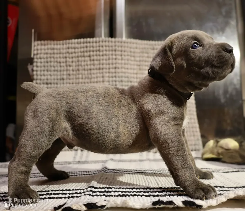 Pepper – Cane Corso puppy for sale in Hollister, CA