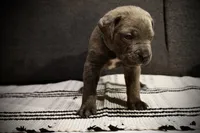 Green apple , a male Cane Corso for sale in Hollister, CA – 3 of 4
