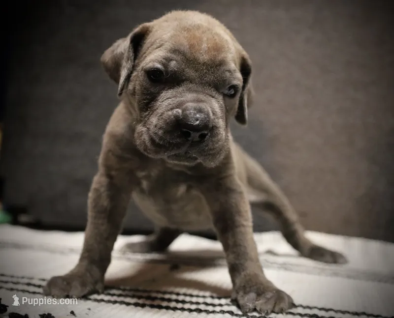 Misty , a female Cane Corso for sale in Hollister, CA – 1 of 4