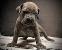 Misty , a female Cane Corso for sale in Hollister, CA – 1 of 4