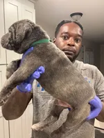 rocco, a male Cane Corso for sale in Hollister, CA – 2 of 4