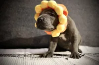 Bologna the runt , a female Cane Corso for sale in Hollister, CA – 5 of 5