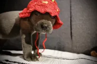 Grape, a female Cane Corso for sale in Hollister, CA – 3 of 5