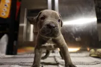 Pepper, a male Cane Corso for sale in Hollister, CA – 4 of 5