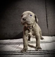 Grape, a female Cane Corso for sale in Hollister, CA – 4 of 5