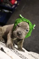 Green apple , a male Cane Corso for sale in Hollister, CA – 4 of 4