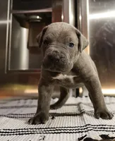 Pepper, a male Cane Corso for sale in Hollister, CA – 2 of 5