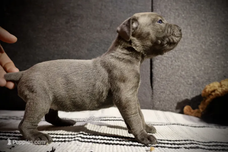 Bologna the runt  – Cane Corso puppy for sale in Hollister, CA