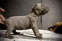 Bologna the runt , a female Cane Corso for sale in Hollister, CA – 1 of 5