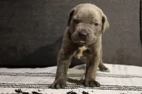 Green apple , a male Cane Corso for sale in Hollister, CA – 2 of 4