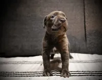 Pinkity Drinkity , a female Cane Corso for sale in Hollister, CA – 4 of 4