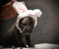 Pinkity Drinkity , a female Cane Corso for sale in Hollister, CA – 3 of 4
