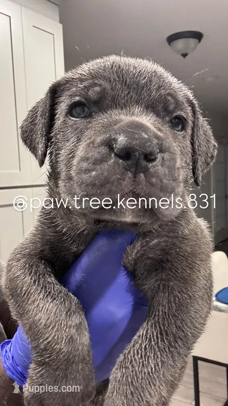 rocco – Cane Corso puppy for sale in Hollister, CA
