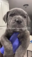 rocco, a male Cane Corso for sale in Hollister, CA – 1 of 4