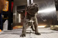 Pepper, a male Cane Corso for sale in Hollister, CA – 5 of 5